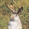 jackalope33
